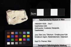 Foto (Objket + Etiketten) von Mesoparapylocheles sp. 